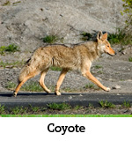 Wildernex LLC: Wildlife Control » Looking for help with Houston Coyote