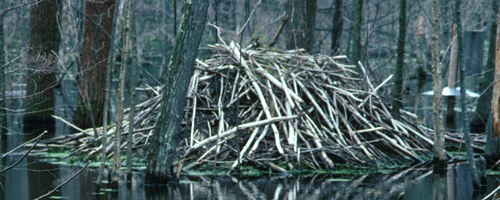 Wildernex Llc Wildlife Control Beaver Control