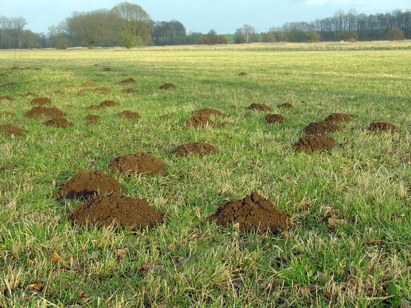 Wildernex LLC: Wildlife Control » Gopher Control