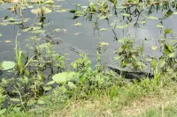 alligator in pond in texas