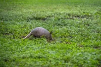Armadillo in Yard
