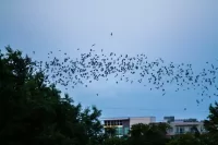 Bats flying in the night sky