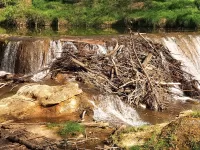 Beaver Damn in River
