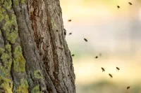 Bee's Around a Tree