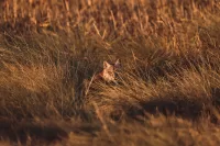 Bobcat in the Bushes