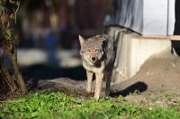 Coyote Walking Around