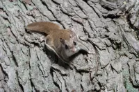 Flying Squirrel on a Tree