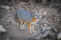 Fox Standing