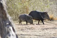 Feral Hogs Walking Around