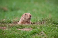 Gopher Sticking it's Head Out of Ground