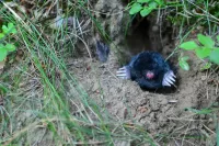 Mole coming out of Ground