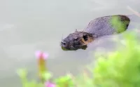 Nutria Swimming on the River