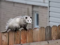 Opossum Walking on a Fence