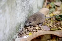 Rodent Walking Around