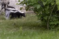 Skunk Walking Around
