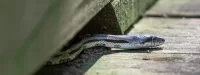 Snake Slithering under Ledge