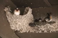 Birds Building a Nest