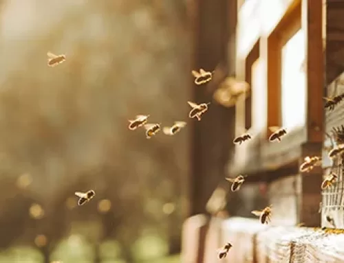 Buzzing Business: Why Honey Bees in Your Walls Could Be a Bigger Issue Than You Think