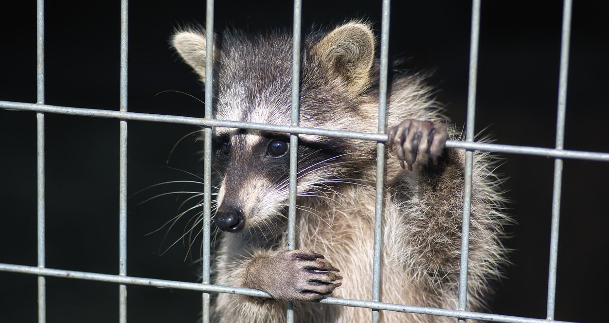 raccoon in a cage. raccoon in the zoo. hard life of animals in captivity
