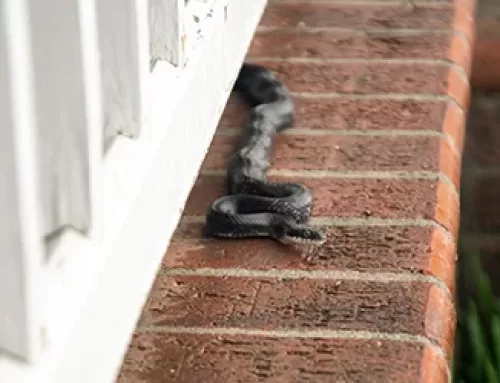 Sneaky and Slithering: What to Do if You Find a Snake on Your Property