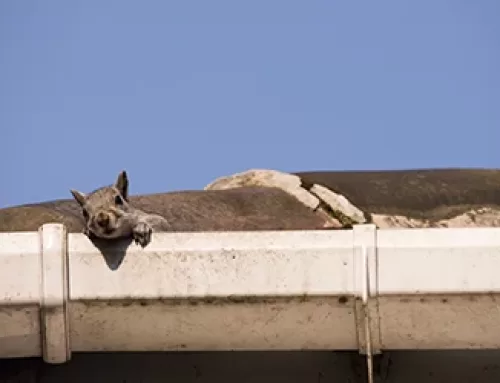 Uninvited Guests: How to Keep Bats, Raccoons, and Squirrels Out of Your Attic